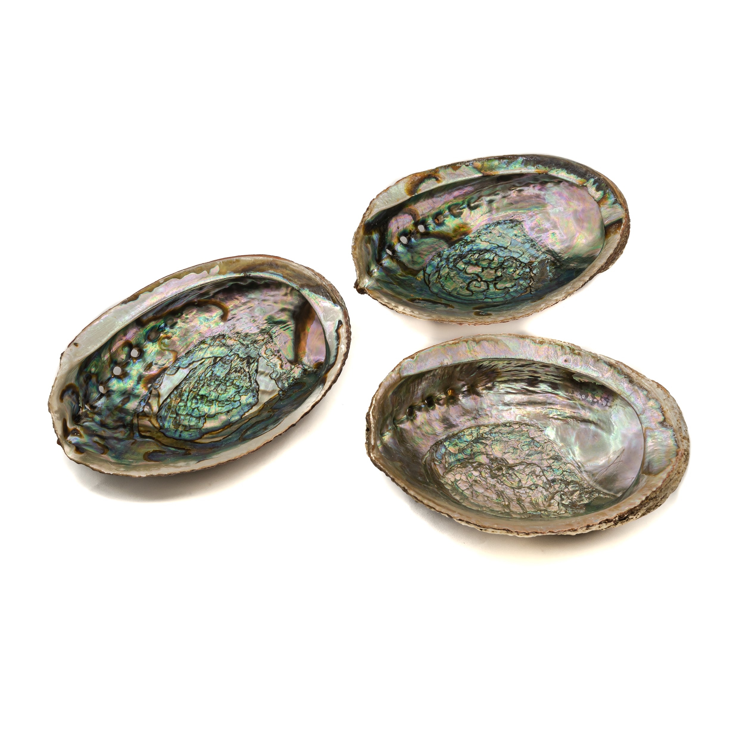 Shell - Green Abalone $40